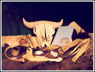The Buffalo