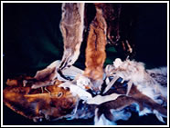 Furs and Bones